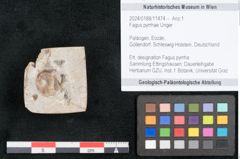 Foto (Objekt + Etikett) von Fagus pyrrhae Unger (NHMW-GEO-2024-0188-11474)